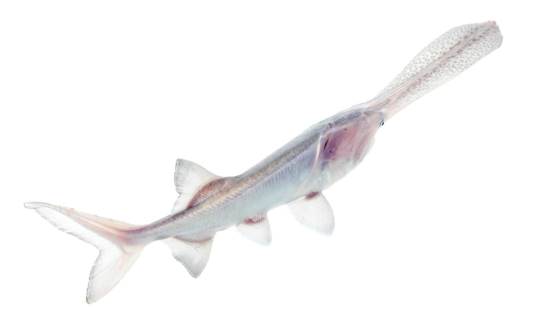 American paddlefish (spoonbill) — Truman Lake snagging target